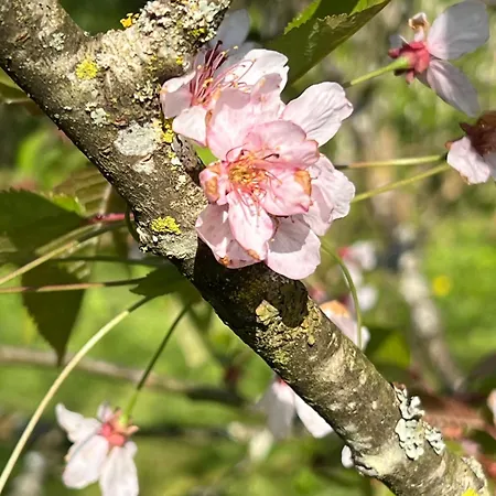 Dom wakacyjny Authentique Maison Familiale Renovee Pres Du 