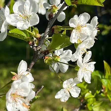 Prázdninový dům Authentique Maison Familiale Renovee Pres Du 